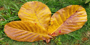 Dried Leaves